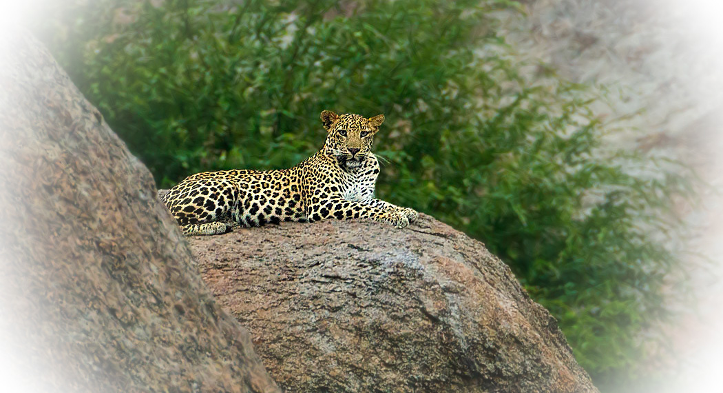 Perwa Rajasthan Rajasthan's Leopard Safari Parks
