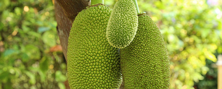 7 Health Benefits of Jack Fruits (Kathal)