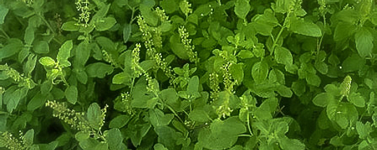 11 Health Benefits of Tulsi (Basil)