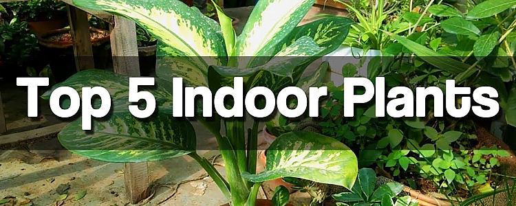 Top 5 Indoor Plants for Gardening