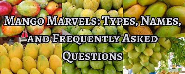 Mango Marvels: Types, Names, and Frequently Asked Questions