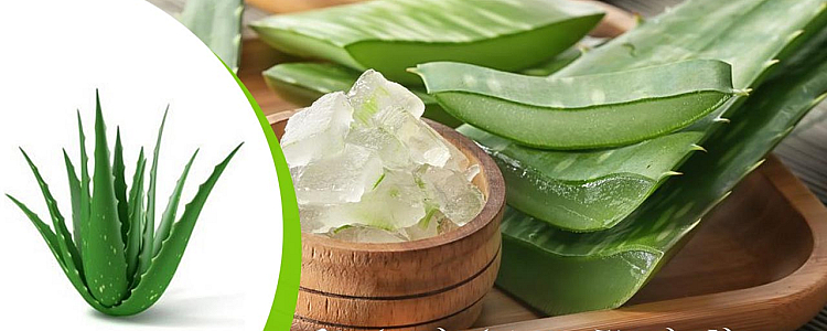 Benifits of Aloe vera