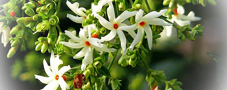 Everything About Prijat/ Night Jasmine and Its Health Benefits