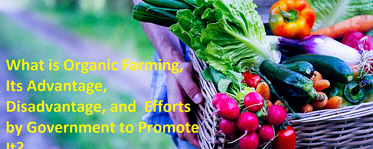 Organic Farming and Its Advantage and Disadvantage